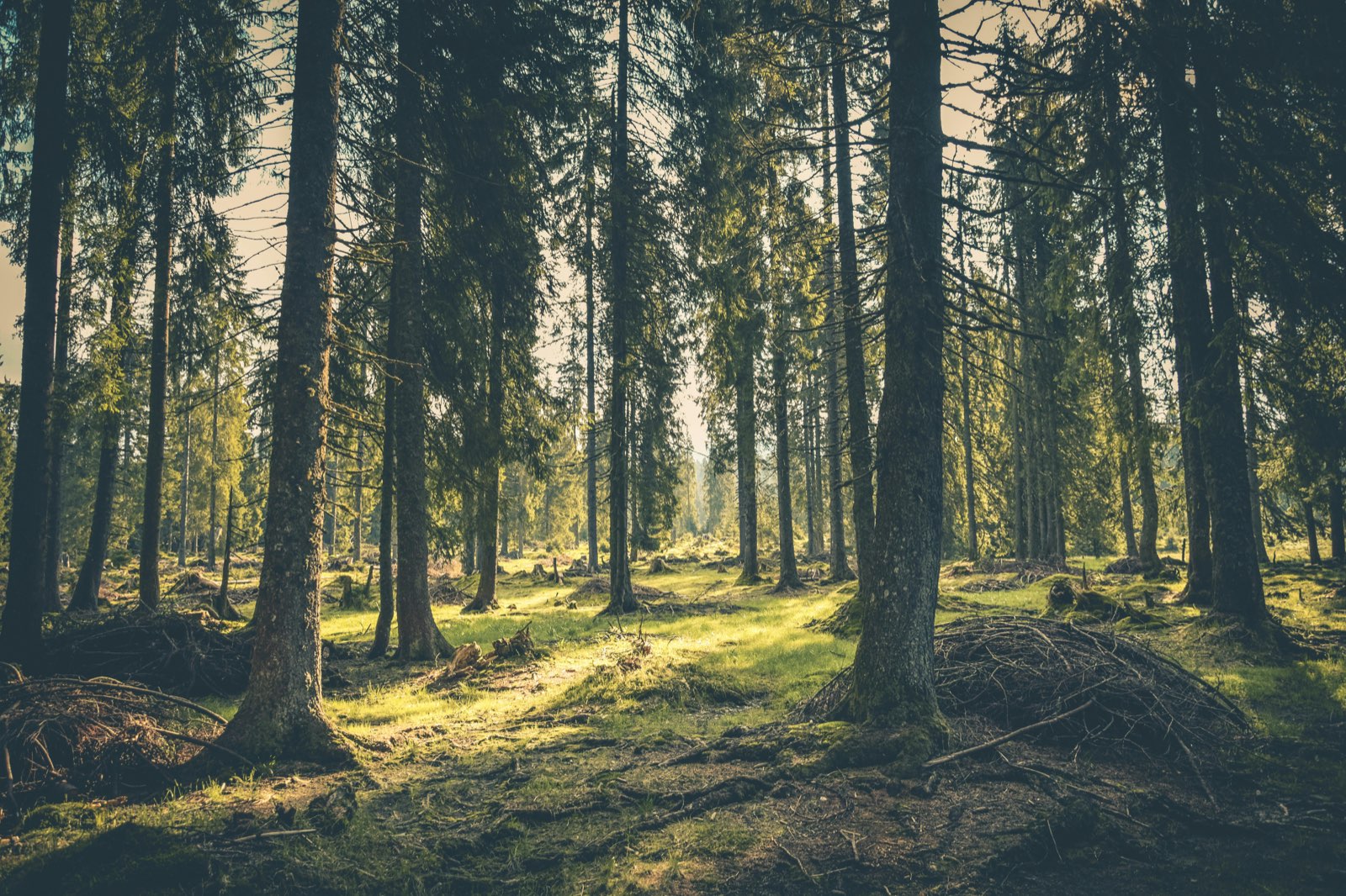 Äldre tallskog med solljus mellan stammarna