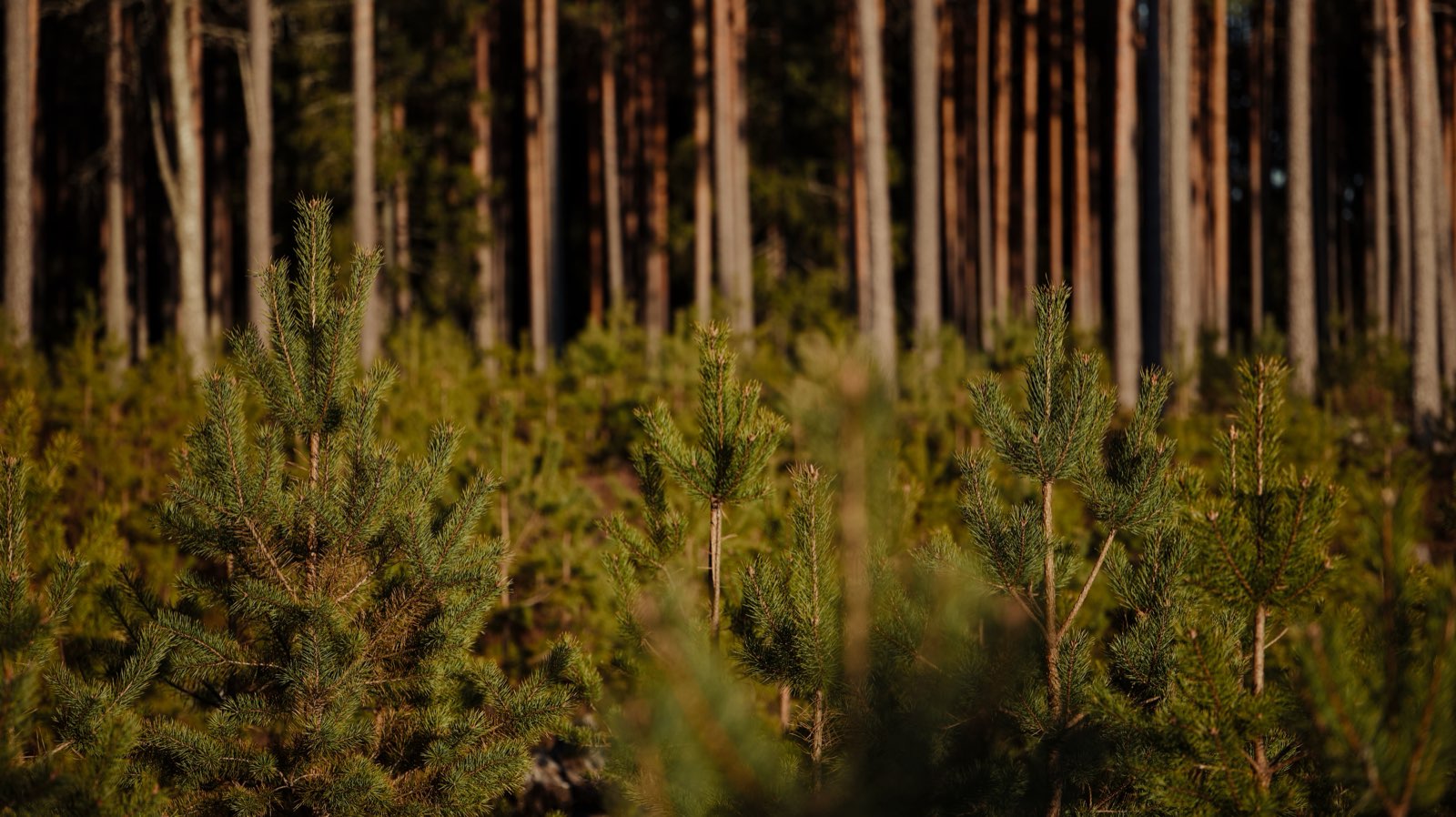Plantor i ungskog framför äldre tallar