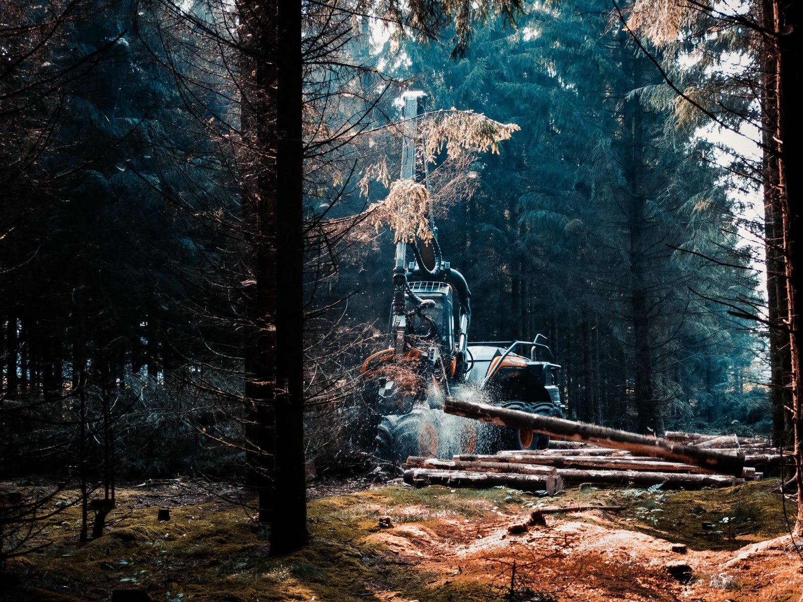Skördare i arbete i barrskog