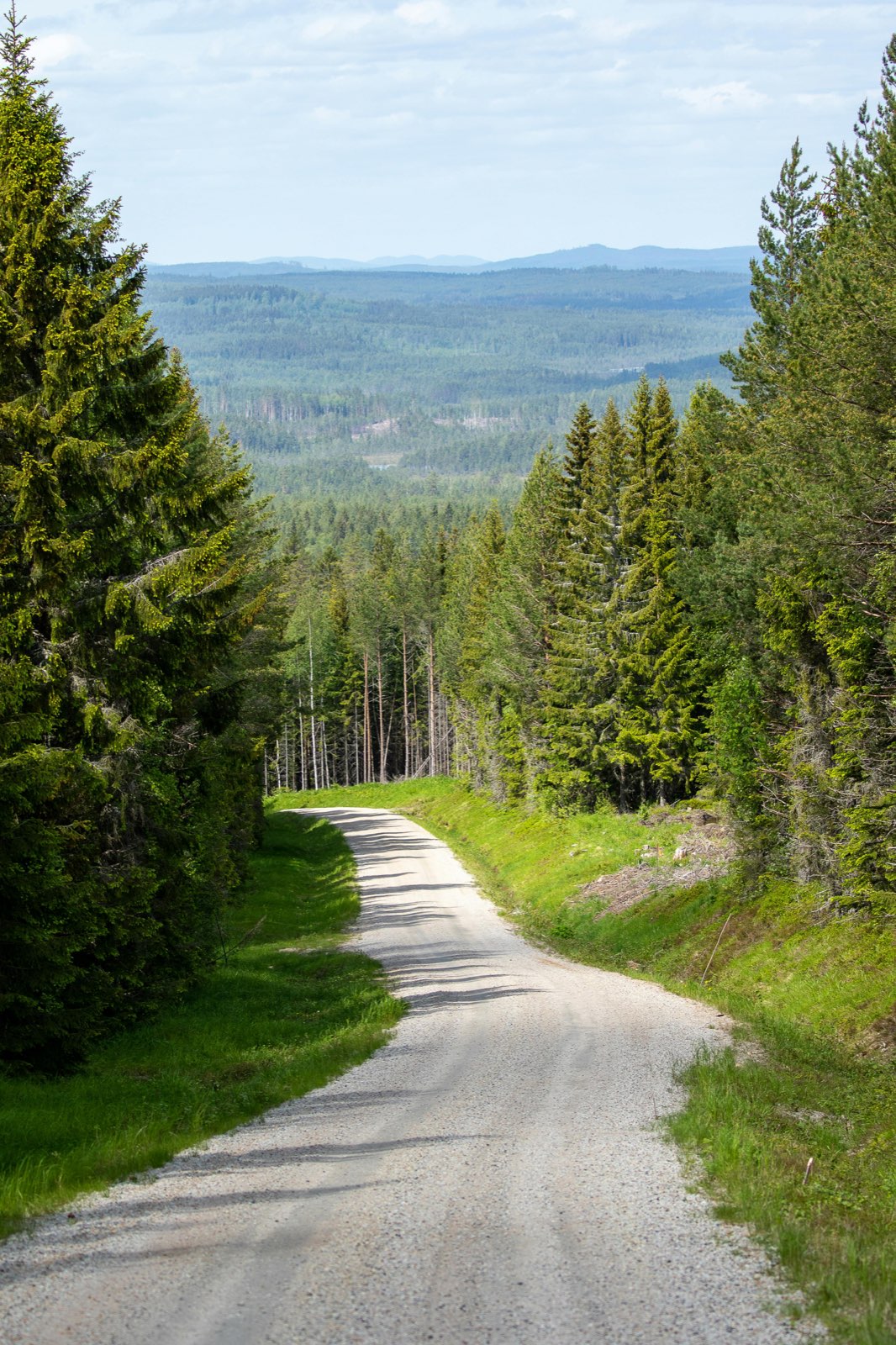 Skogsbilväg genom välskött barrskog